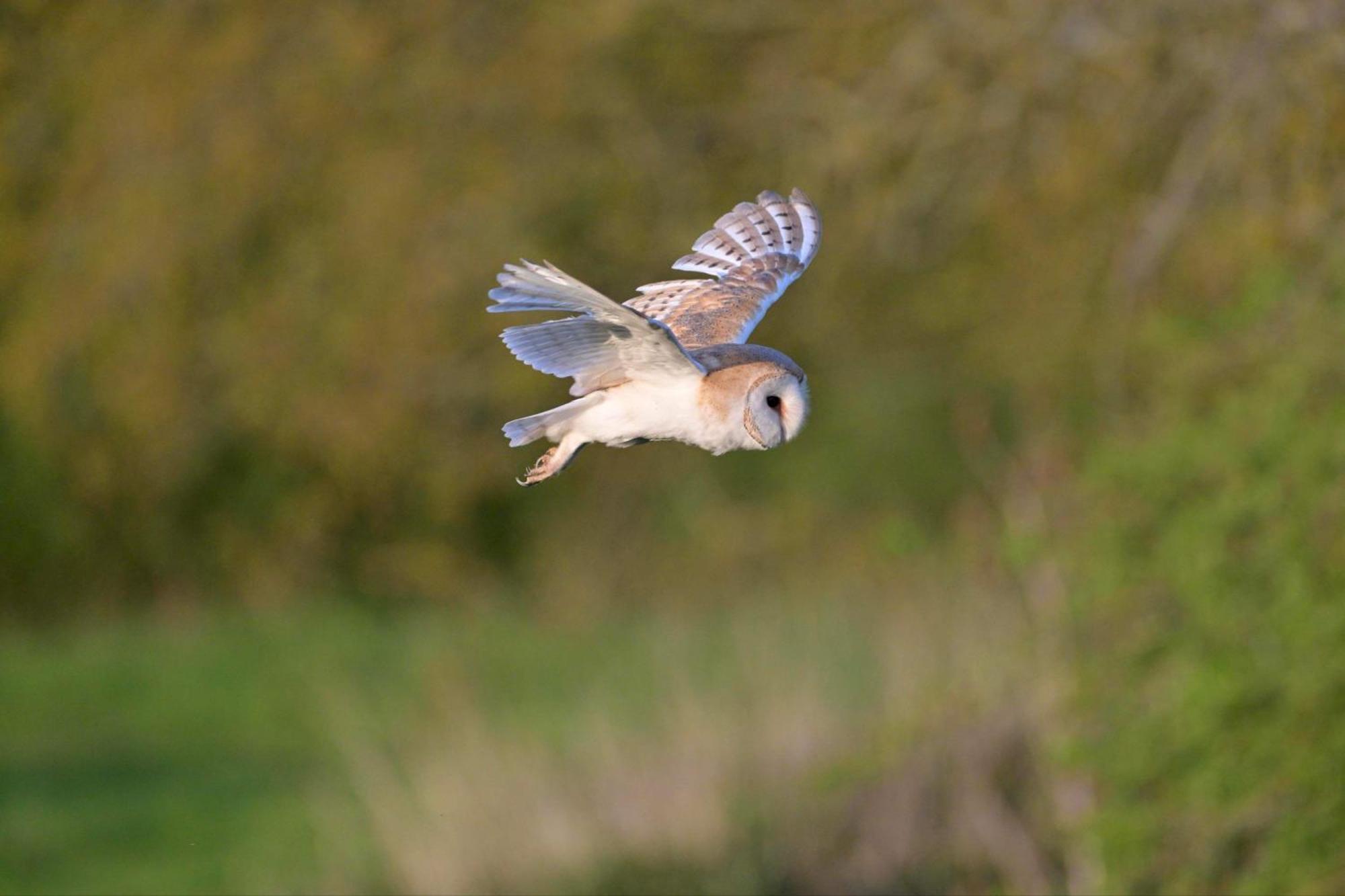 Buzzard Holt Hosting Hotel Buckingham Luaran gambar